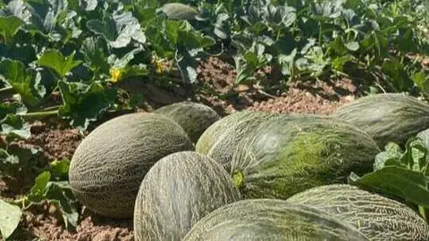 Melones de El Secreto de Mi Tierra. (Agencia Weekend)