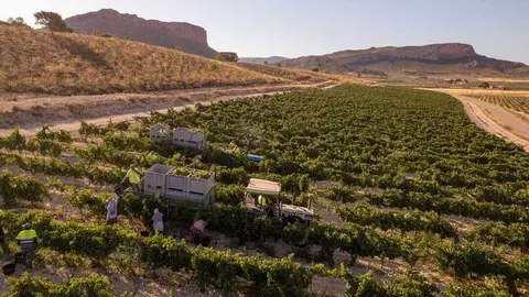 Imagen de la vendimia. (DOP Jumilla)