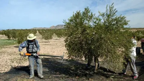 Agricultores de olivo trabajando en campo. (CARM)