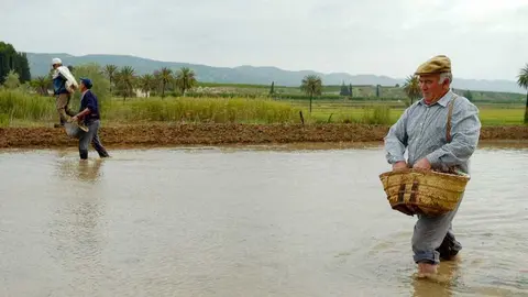 Imagen de archivo de la siembra del arroz en el coto arrocero. (CARM)