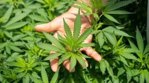 CBD: qu&eacute; es, beneficios, usos y todo lo que debes saber sobre este compuesto natural. Imgen:<a target="_blank" href="https://unsplash.com/es/fotos/planta-verde-en-la-mano-de-las-personas-nFumIdf3IHE"> Unsplash</a>