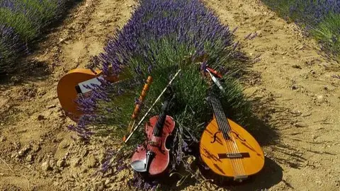 Lavandaviolin. (Ayuntamiento de Moratalla)