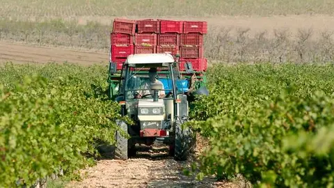 Imagen de archivo de un agricultor sobre un tractor en un cultivo de uva de vinificaci&oacute;n. (CARM)
