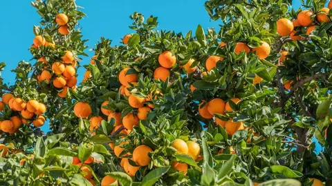 Naranja. (Foto de Philippe Gauthier en Unsplash)