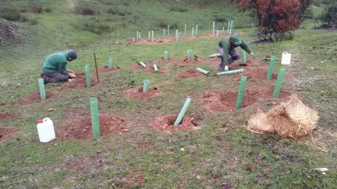 Trabajos de reforestaci&oacute;n. (Hefame)