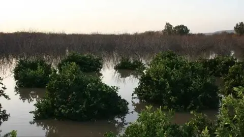 Un campo inundado. (Asaja/Web)