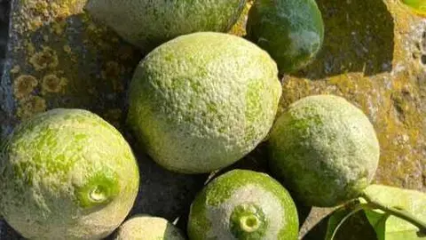 Limones afectados por plagas. (Asaja Murcia)
