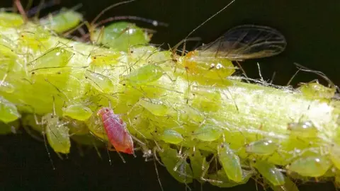 Peque&ntilde;os insectos en cultivos. (Pixabay)