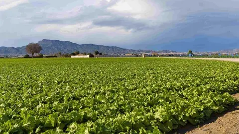 Huerta en la Regi&oacute;n de Murcia. (Cajamar)