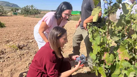 Imagen de la consejera Sara Rubira en un vi&ntilde;edo de Yecla donde se trabaja en la vendimia. (Archivo CARM)