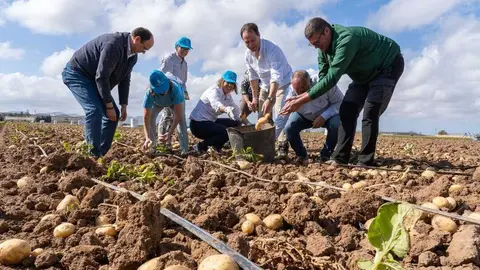 Inicio de la campa&ntilde;a de recogida de la patata de La Puebla. (Ayuntamiento de Cartagena/Felipe G. Pag&aacute;n)