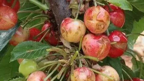Cultivos da&ntilde;ados por el pedrisco. (Agroseguro)