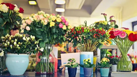 Diferentes ramos de plantas de interior- foto: pexels-olly-947914