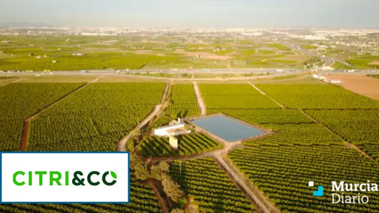 Citri&Co: Qué es, a qué se dedica, empresas que la forman