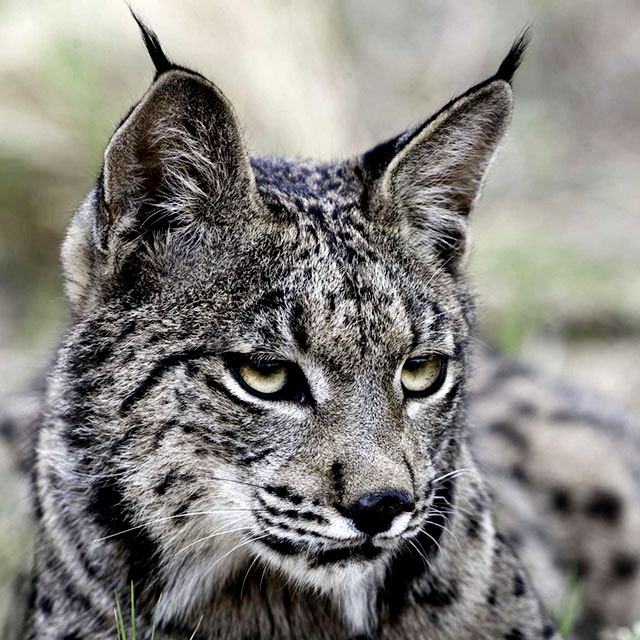 lince ibérico CONSEJERÍA