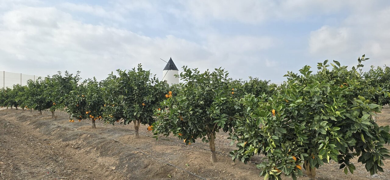 Imagen de uno de los campos de cultivo en los que se están testando los sistemas de regadío del proyecto 'Life Triple'. (CARM)