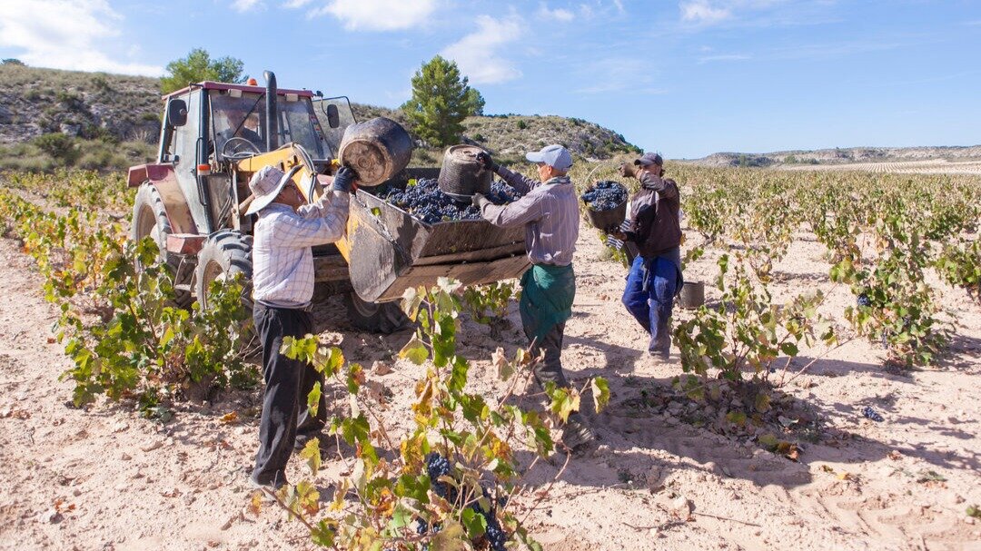 Vendimia 2024 en Ontalba. (DOP Jumilla)