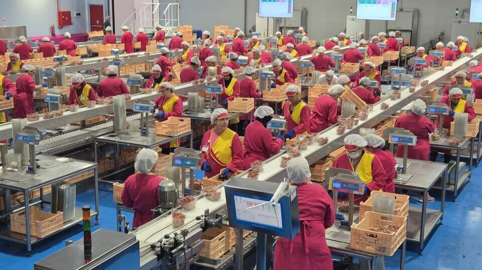 Trabajadores en el almacén de envasado de Moyca en Archena. (Ayuntamiento de Archena)