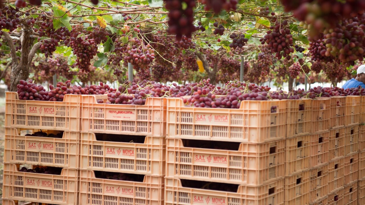 Uvas de Moyca. (Portavoz)