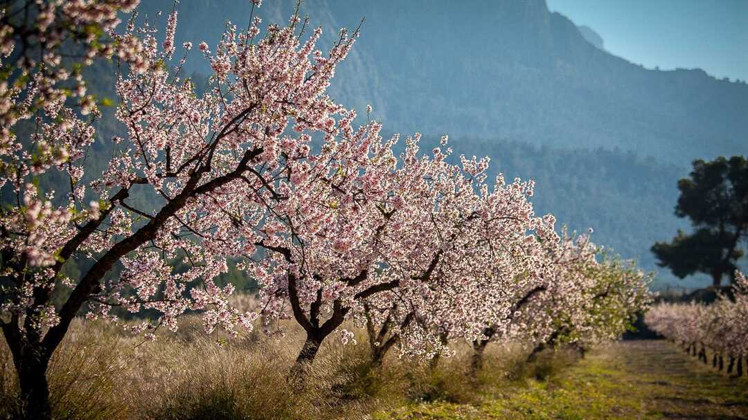 Almendros en flor en Mula. (Ayuntamiento de Mula)