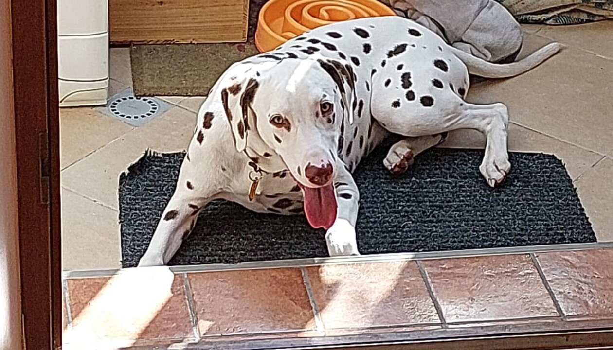 Spot en casa, recuperándose.